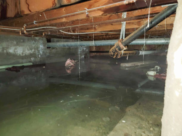 Best Local water damage restoration  in Forestdale, MA